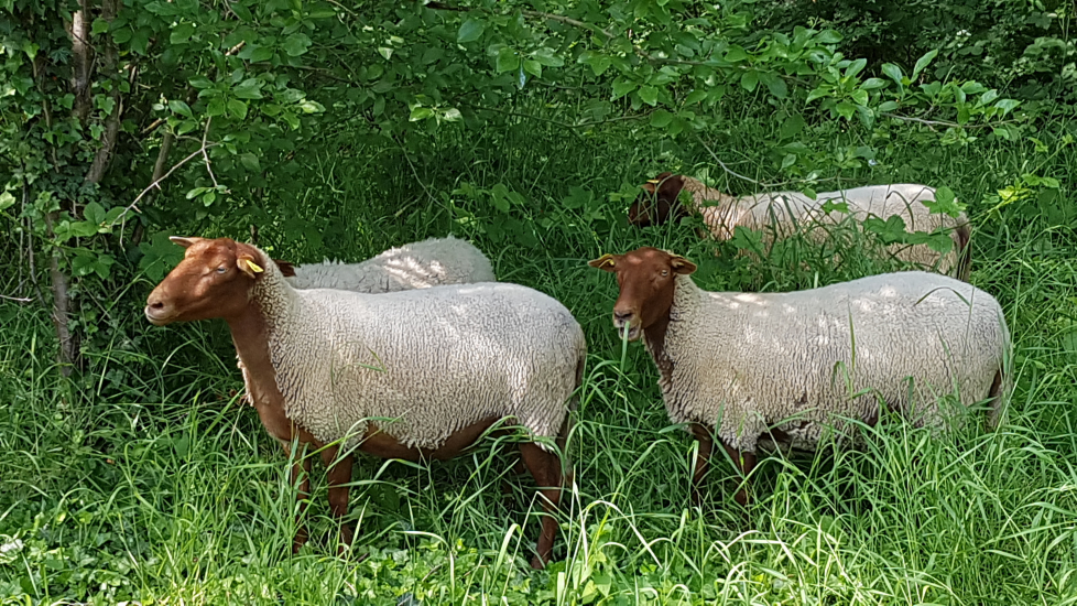 Les moutons de la Ferme d'Ecancourt