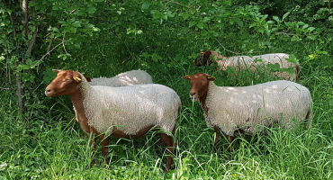 Les moutons de la Ferme d'Ecancourt